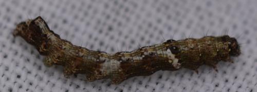 Réf. 343 602 : Allophyes oxyacanthae